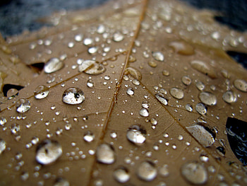 Macro, Brown, Sheet, Leaf, Drop HD wallpaper