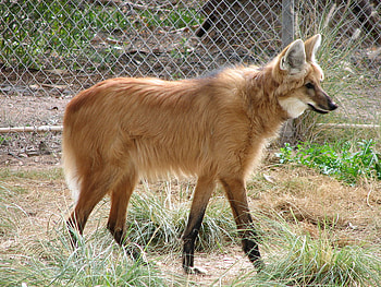 maned wolf, animal, maned, wolf, brazil, canis HD wallpaper