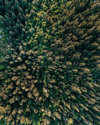 Nature, Trees, View From Above, Forest, Fir, Spruce HD phone wallpaper