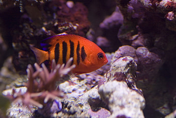 Flame angelfish wonder, Underwater splendor, Vibrant , Oceanic beauty HD wallpaper