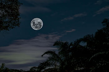 Serene view of a full moon illuminating a tropical forest at night in Indonesia. HD wallpaper