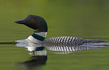 Loon bird, Common loon, , Animal HD wallpaper