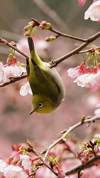 May, Beautiful Bird HD phone wallpaper