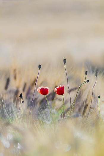 Vibrant red poppies blooming in a serene, blurred field, highlighting nature's beauty. HD phone wallpaper