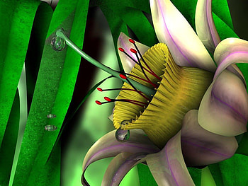 Flower, abstract HD wallpaper