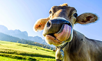 Awesome cow , Stunning design, Impressive visuals, High-quality background HD wallpaper