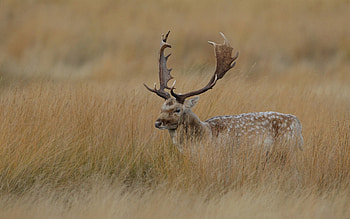 Animals, Grass, Hide, Stroll, Deer HD wallpaper