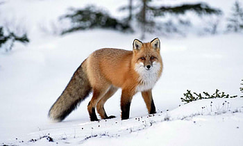 Snow, Fox, Animal HD wallpaper
