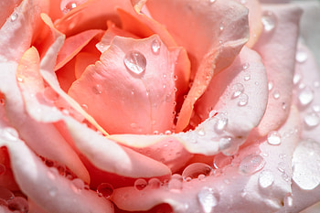 Rose, nature, flower, waterdrops HD wallpaper