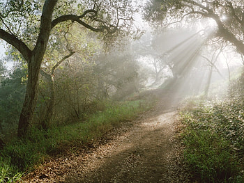 Landscape, Trees, Roads HD wallpaper