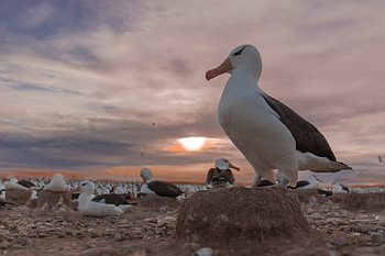 Albatross , Stunning bird portrait, Vibrant plumage, Detailed feathers HD wallpaper