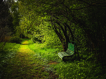 Bench, Forest, Path HD wallpaper