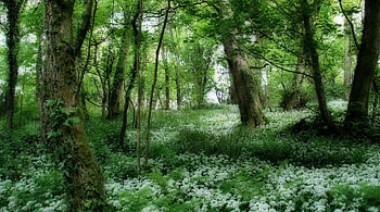 green and white carpet on forest floor, white, flowers, forest, green HD wallpaper