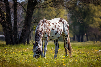 Horse, spots, grazing, animal HD wallpaper