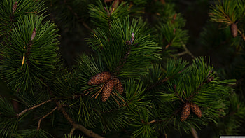 Cones, Pine Trees HD wallpaper