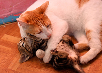 mother's hug, sweet, kitten, hug, mother, cute, cat HD wallpaper