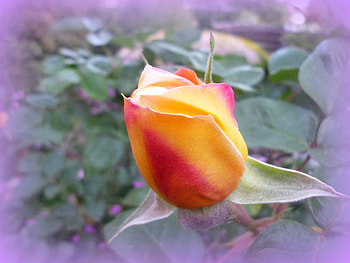 A Rose, pink, romantic, fairy-tale book HD wallpaper