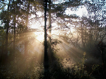morning rays, fog, morning, sun, tree HD wallpaper