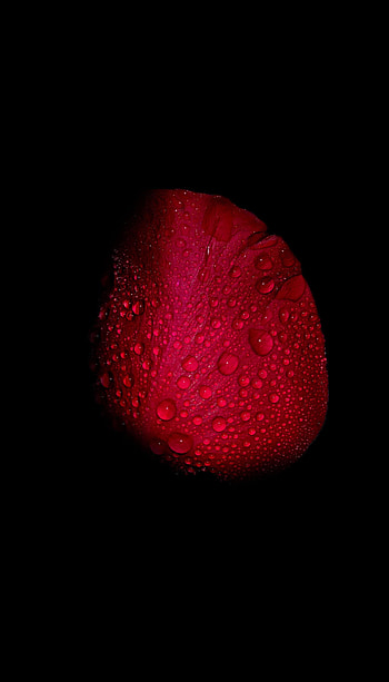Drops, Dark, Bud, Dew HD phone wallpaper