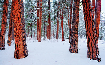 Winter, Nature, Trees HD wallpaper