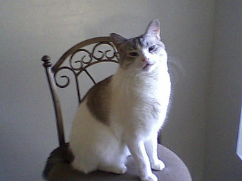 Regal Kitty, chair, gray, cat, white HD wallpaper