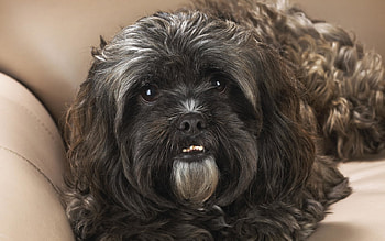 Portrait of a Shih Tzu, animal, dog, black, shih tzu, fluffy HD wallpaper