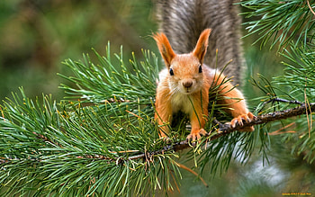 Squirrel, animal, branch, forest HD wallpaper