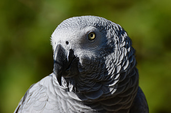 Animals, Bird, Beak, African Parrot HD wallpaper