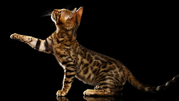 Bengal cat, Pudgy cuteness, Black background, Majestic charm HD wallpaper