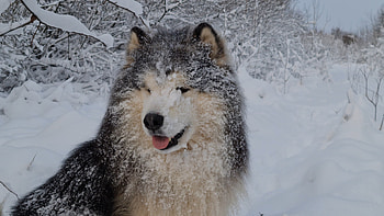 Vdeo destoc gratut, Alaskan Malamute, Animal gos, Alaskan Malamute video HD wallpaper