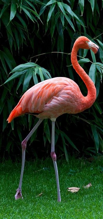 Flamingo , Beautiful design, Mesmerizing visuals, Vibrant colors HD phone wallpaper