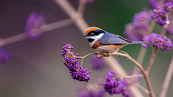 Brown White Black Bird Is Standing On Purple Plum Fruit Tree Branch In Blur Background Birds HD wallpaper