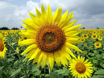 Bright yellow sunflowers blooming under a blue sky in Koppal, India. HD wallpaper