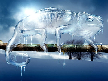 ICE CHAMELEON, branch, chameleon, sun, lizard, ice HD wallpaper