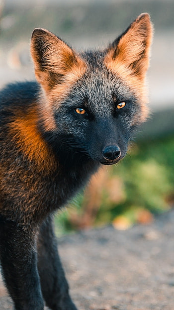 Fox, Black HD phone wallpaper