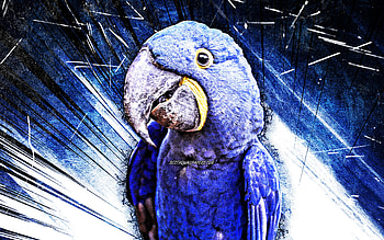 Hyacinth macaw, grunge art, blue parrot, Anodorhynchus hyacinthinus, blue abstract rays, parrots, macaw, Ara HD wallpaper