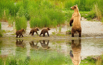 Animals, Young, Bear, Stroll, Family, Cubs HD wallpaper