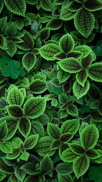 Pilea, Leaves HD phone wallpaper