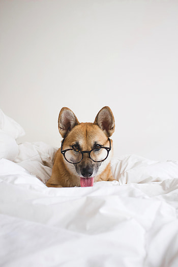 Funny, Animals, Dog, Pet, Animal, Protruding Tongue, Tongue Stuck Out, Glasses, Spectacles HD phone wallpaper