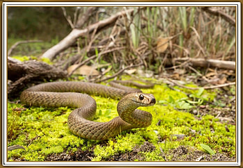 EASTERN BROWN SNAKE, NATURE, SNAKE, BROWN HD wallpaper
