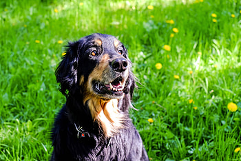 Animal, Hovawart, Dog, Grass, Dogs HD wallpaper