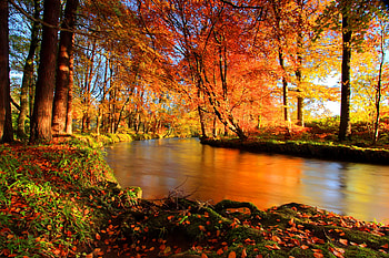 River, , Fall, Forest HD wallpaper