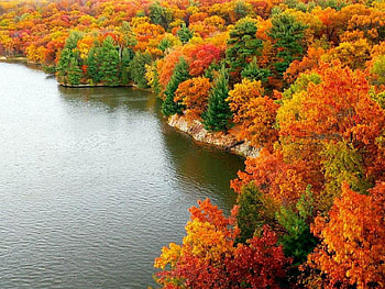 Autumn Trees, , trees, colors, autumn, beautiful HD wallpaper