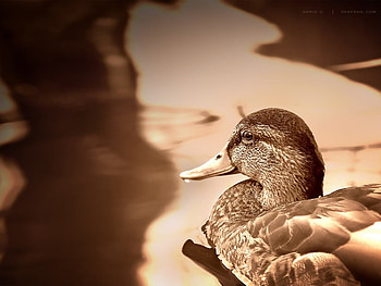 quiet time, animal, duck, feathers, graphy, sepia, nature, water HD wallpaper