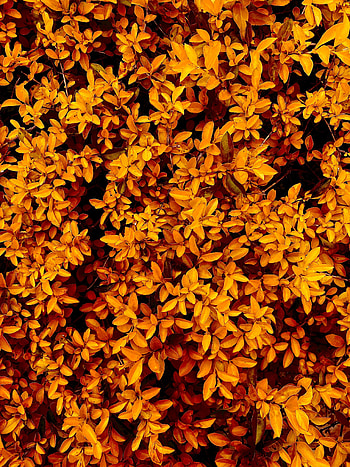 Nature, Autumn, Leaves, Bush, Branches HD phone wallpaper