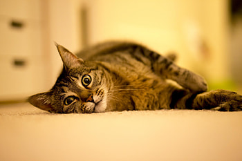 Animals, Cat, Lies, Striped, Thick, Fat HD wallpaper
