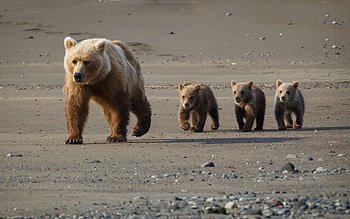 Animals, Young, Bear, Stroll, Joey, Walking HD wallpaper
