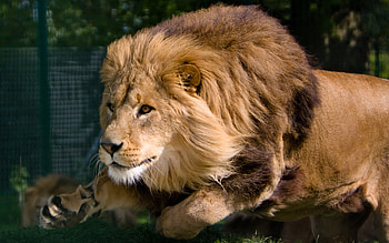 Animals, Lions HD wallpaper