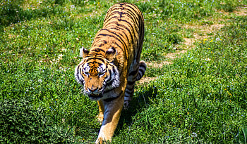 Animals, Grass, Predator, Big Cat, Tiger HD wallpaper