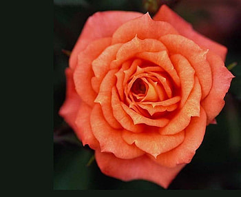 Rose in the Dark, rose, pink, flower, beautiful, nature, dark HD wallpaper